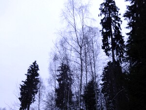 Baumbesorgung