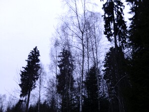 Baumbesorgung