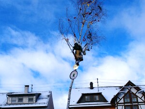 Narrenbaumfällen und Heringsessen 10.02.2016
